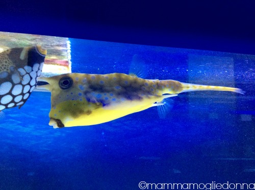 pesci Alieni bioparco roma 5