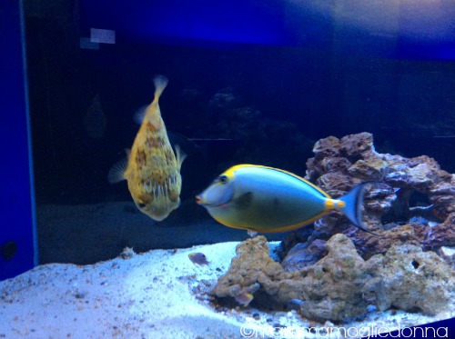 pesci alieni bioparco roma 3