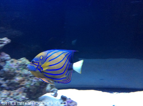 pesci alieni bioparco roma 4