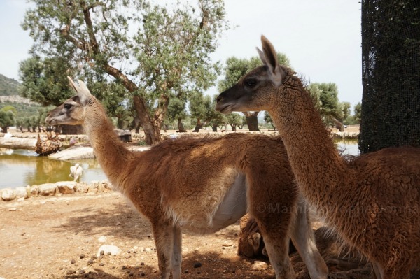 Zoosafari di Fasano con i bambini