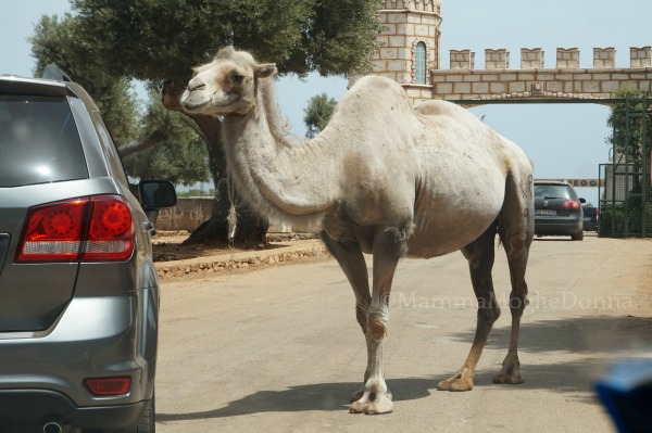 Zoosafari di Fasano con i bambini