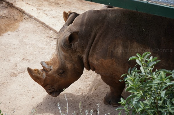 Zoosafari di Fasano con i bambini