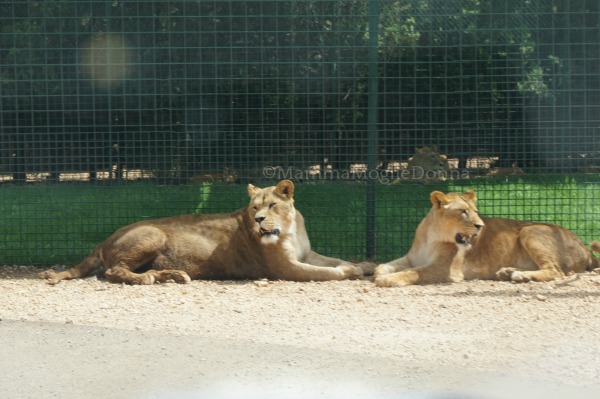 Zoosafari di Fasano con i bambini