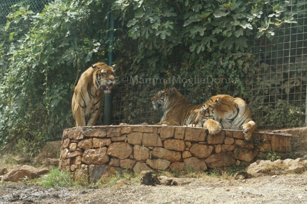 Zoosafari di Fasano con i bambini