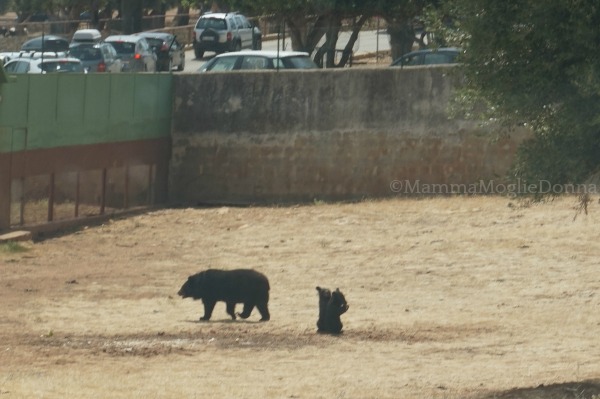 Zoosafari di Fasano con i bambini