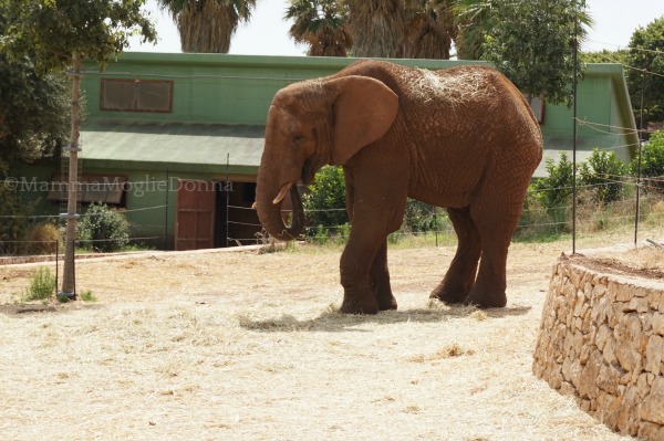 Zoosafari di Fasano con i bambini