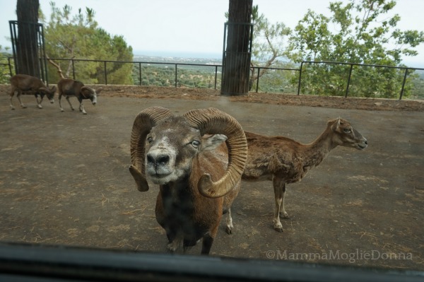 Zoosafari di Fasano con i bambini